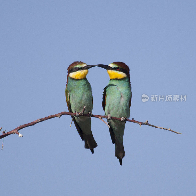 Two European Bee-eaters, Merops apiaster, Etosha N.P., Namibia